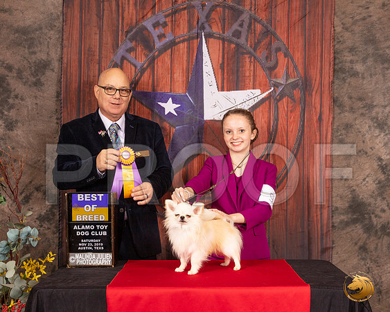 Chihuahua Long Coat #9 Sat BOB Judge Bradley Jenkins__SR_4121-AustinToy2019-HR3