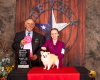 Chihuahua Long Coat #9 Sat OHG1 Judge Rodney Merry
