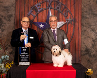 Havanese #6 Sat BOW Maj Judge Bradley Jenkins