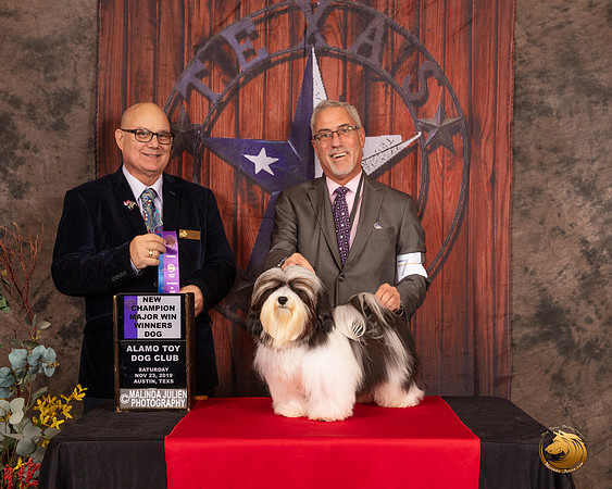 Havanese #7 Sat WD NCh Judge Bradley Jenkins__SR_4089-AustinToy2019-HR3