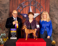 Miniature Pinscher #8 Sat BOB Judge Bradley Jenkins