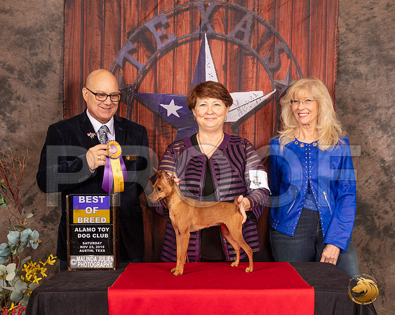 Miniature Pinscher #8 Sat BOB Judge Bradley Jenkins__SR_4118-AustinToy2019-HR3