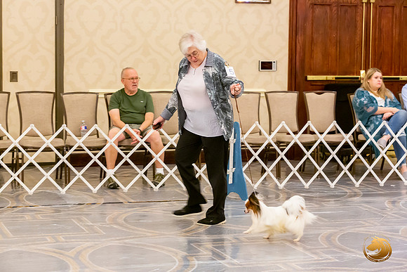 Papillion #5 Sat Ring Sonja Asido_JJL_8678-AustinToy2019-HR3