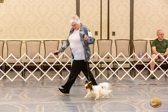 Papillion #5 Sat Ring Sonja Asido_JJL_8686-AustinToy2019-HR3