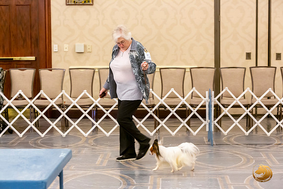 Papillion #5 Sat Ring Sonja Asido_JJL_8690-AustinToy2019-HR3