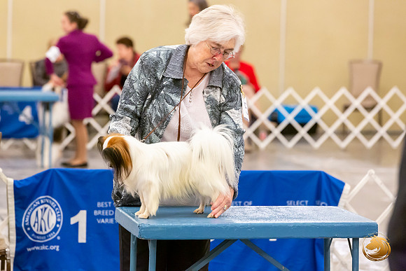 Papillion #5 Sat Ring Sonja Asido_JJL_8691-AustinToy2019-HR3