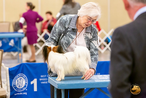 Papillion #5 Sat Ring Sonja Asido_JJL_8693-AustinToy2019-HR3