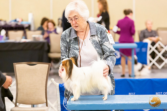 Papillion #5 Sat Ring Sonja Asido_JJL_8694-AustinToy2019-HR3