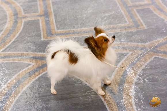 Papillon #8 Sat Sonja Asido_JJL_8544-AustinToy2019-HR3
