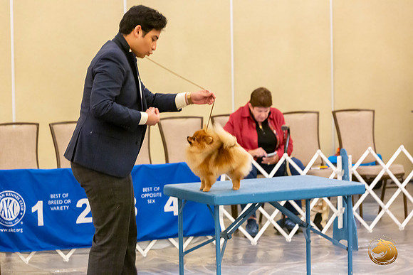 Pomeranian #10 Sat Annette Rister_JJL_8847-AustinToy2019-HR3