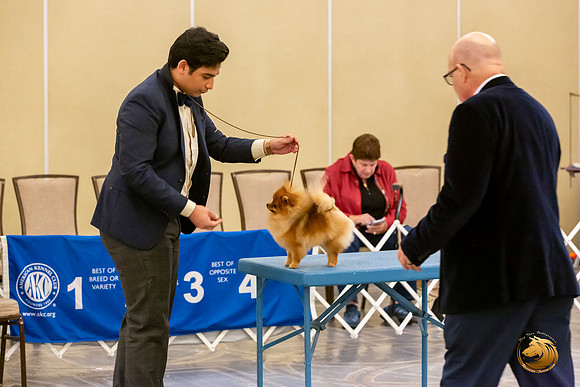 Pomeranian #10 Sat Annette Rister_JJL_8850-AustinToy2019-HR3