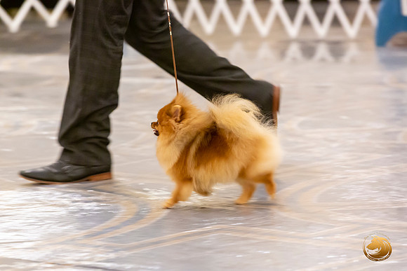 Pomeranian #10 Sat Annette Rister_JJL_8862-AustinToy2019-HR3
