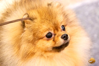 Pomeranian #7 Sat Annette Rister