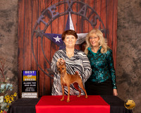 Miniature Pinscher #8 BOB Sat RESHOOT
