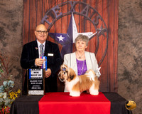 Shih Tzu #11 Sat BOW Maj Judge Bradley Jenkins