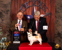 Chihuahua Long Coat #6 Sun BOW BOS Judge Rodney Merry