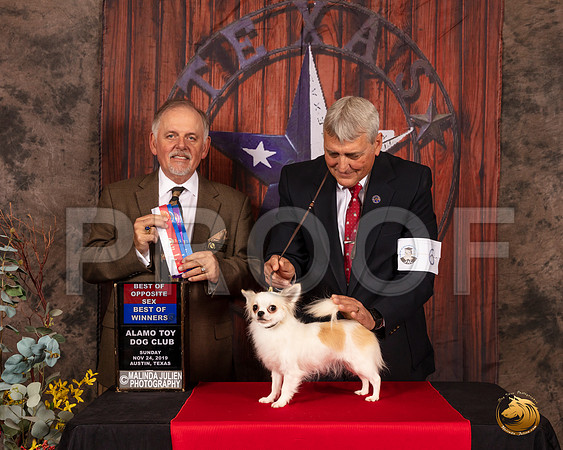 Chihuahua Long Coat #6 Sun BOW BOS Judge Rodney Merry__SR_4154-AustinToy2019-HR3