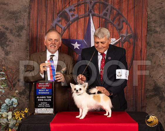 Chihuahua Long Coat #6 Sun BOW BOS Judge Rodney Merry__SR_4155-AustinToy2019-HR3