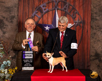 Chihuahua Smooth #12 Sun WB Judge Rodney Merry