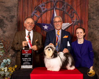 Havanese #7 Sun BOS Judge Rodney Merry