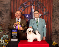Havanese #8 Sun BOB BOW Judge Rodney Merry