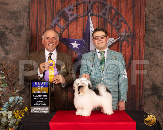 Havanese #8 Sun BOB BOW Judge Rodney Merry__SR_4141-AustinToy2019-HR3