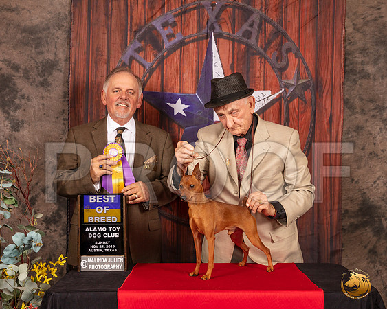 Miniature Pinscher #7 Sun BOB Judge Rodney Merry__SR_4166-AustinToy2019-HR3