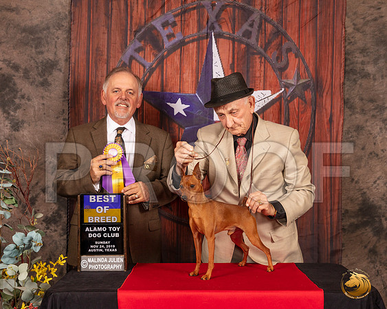 Miniature Pinscher #7 Sun BOB Judge Rodney Merry__SR_4167-AustinToy2019-HR3