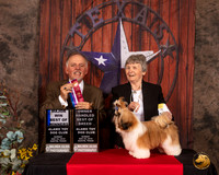 Shih Tzu #11 Sun BOW OHBOB Judge Rodney Merry