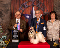 Shih Tzu #6 Sun NCh Judge Rodney Merry
