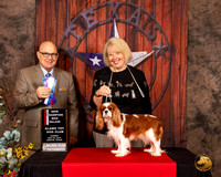 Cavalier King Charles Spaniel #6 Sun BOS Maj NCh Judge Bradley Jenkins
