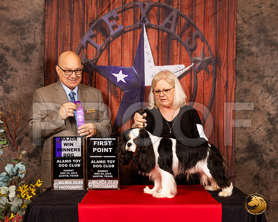 Cavalier King Charles Spaniel #7 Sun WD Maj Judge Bradley Jenkins__SR_4182-AustinToy2019-HR3