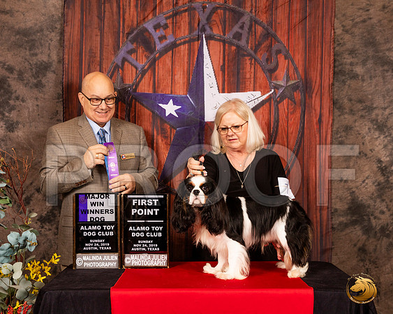 Cavalier King Charles Spaniel #7 Sun WD Maj Judge Bradley Jenkins__SR_4185-AustinToy2019-HR3