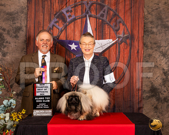 Pekingese #6 Sun BOS NCh Judge Rodney Merry__SR_4200-AustinToy2019-HR3