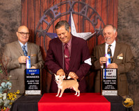 Chihuahua Smooth #17 Sat  Sun BOW Judges Bradley Jenkins Rodney Merry