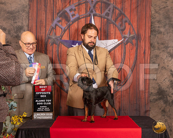 Brussels Griffon #5 Sun BOS Judge Bradley Jenkins__SR_4218-AustinToy2019-HR3