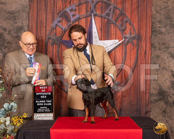 Brussels Griffon #5 Sun BOS Judge Bradley Jenkins__SR_4219-AustinToy2019-HR3