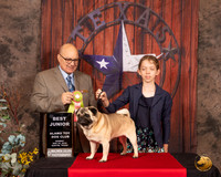 Pug #J400 Sun Best Jr  Judge Bradley Jenkins