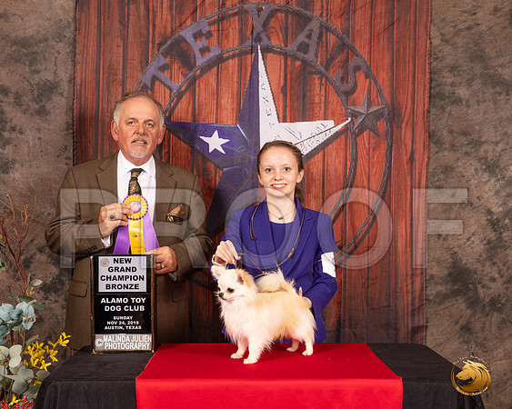 Chihuahua Long Coat #9 Sun BOB Judge Rodney Merry__SR_4242-AustinToy2019-HR3