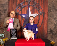 Chihuahua Long Coat #9 Sun OHG1 Judge Brad Jenkins