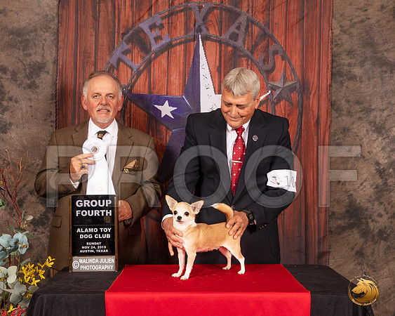 Chihuahua Smooth #10 Sun G4 Judge Rodney Merry__SR_4266-AustinToy2019-HR3