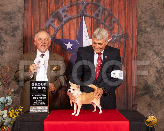 Chihuahua Smooth #10 Sun G4 Judge Rodney Merry__SR_4265-AustinToy2019-HR3
