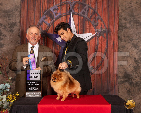 Pomeranian #10 Sun WB Judge Rodney Merry__SR_4284-AustinToy2019-HR3