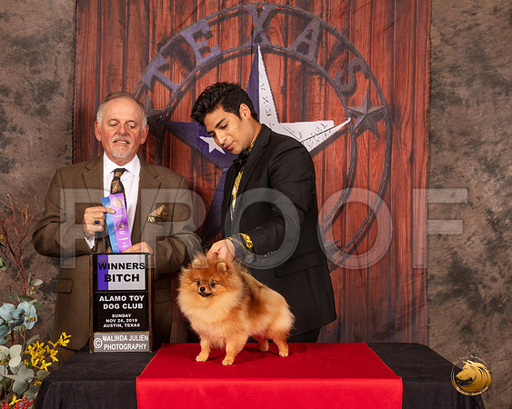 Pomeranian #10 Sun WB Judge Rodney Merry__SR_4285-AustinToy2019-HR3