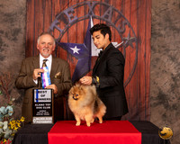 Pomeranian #7 Sun BOW Judge Rodney Merry