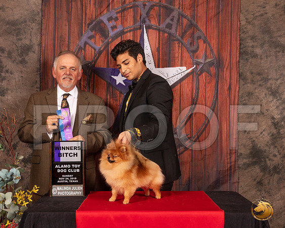 Pomeranian #10 Sun WB Judge Rodney Merry__SR_4287-AustinToy2019-HR3