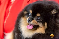 Pomeranian Sun Annette Rister