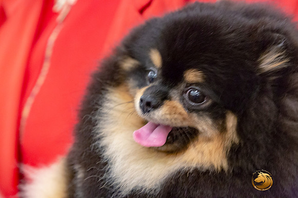 Pomeranian Sun Annette Rister_JJL_9158-AustinToy2019-HR3