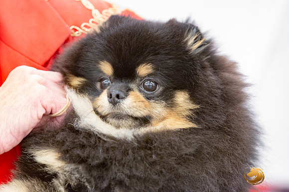 Pomeranian Sun Annette Rister_JJL_9162-AustinToy2019-HR3