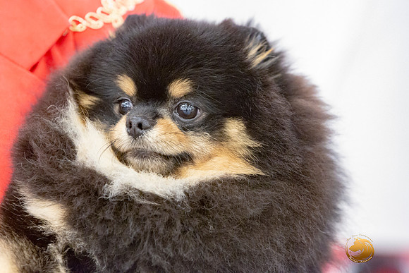 Pomeranian Sun Annette Rister_JJL_9164-AustinToy2019-HR3